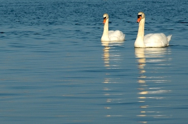 Two Swans